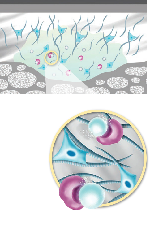 graphic showing how the gel carrier breaks down and forms collagen fibers to create renewed skin structure