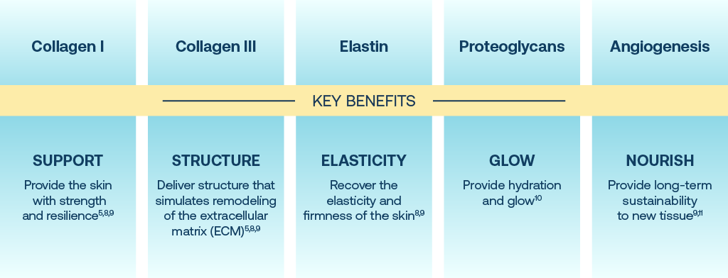 graphic illustrating the benefits of collagen 1, collagen 3, elastin, proteoglycans, and angiogenesis.